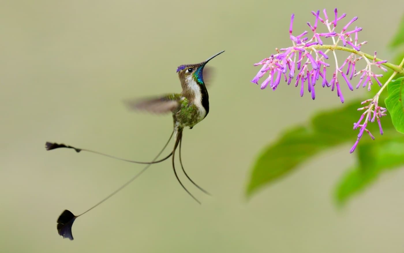Northern Peru