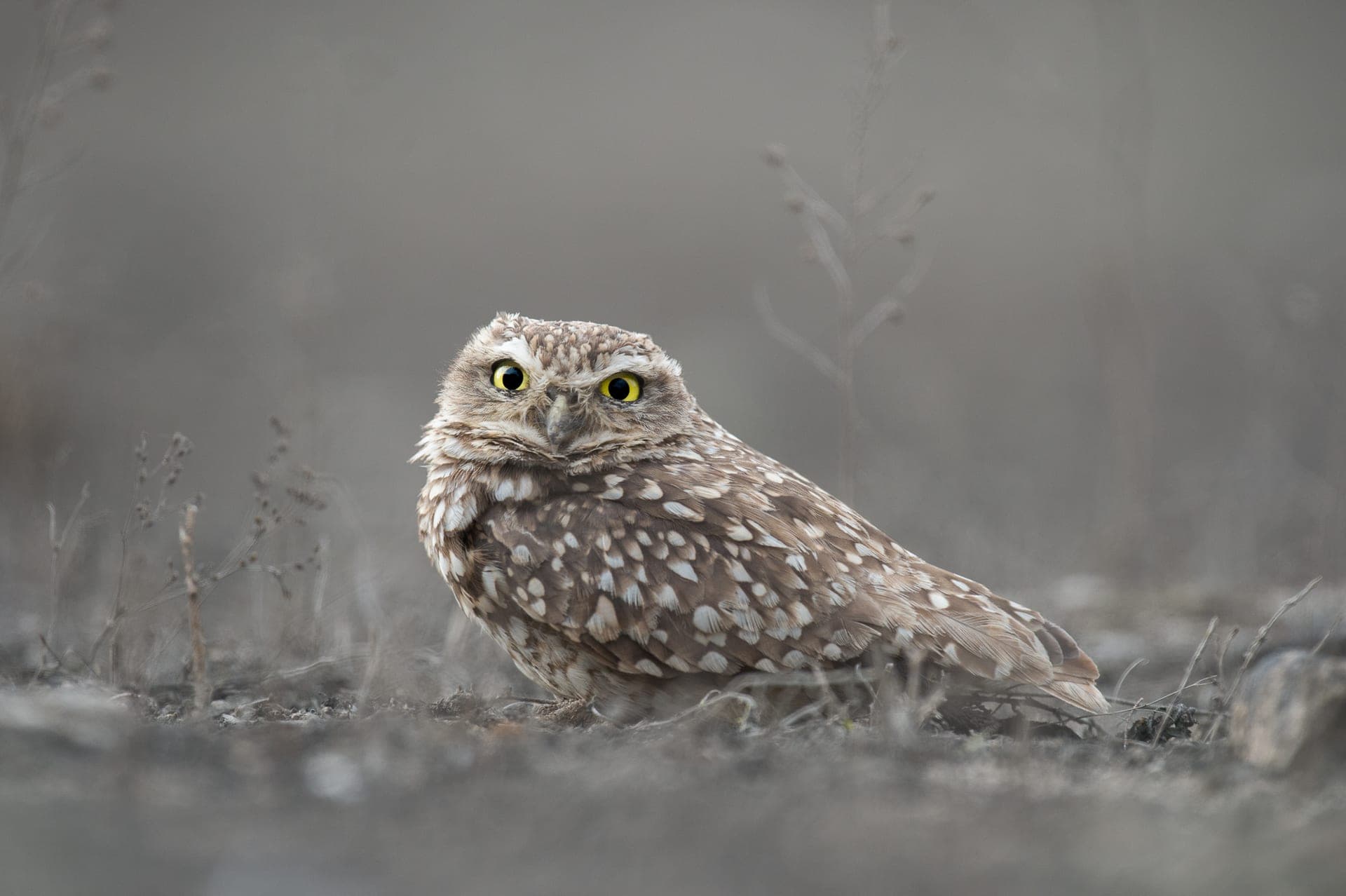 Burrowing Owl on the desert floor at Lomas de Lachay, near Lima, Peru