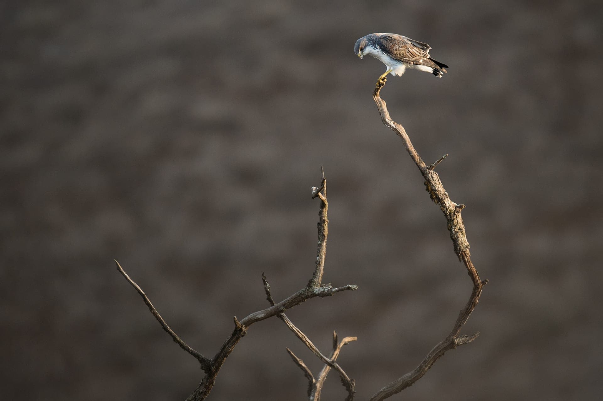 Variable Hawk Lomas de Lachay