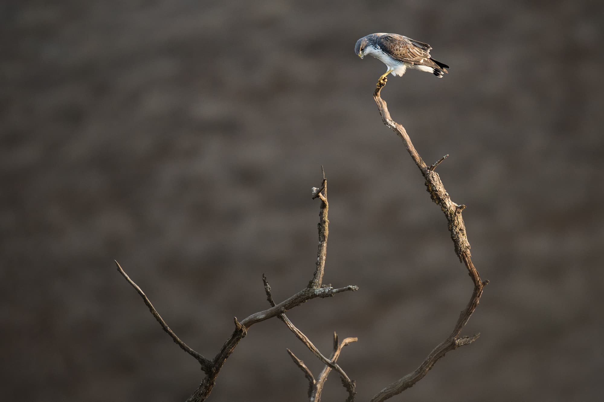 Variable Hawk Lomas de Lachay