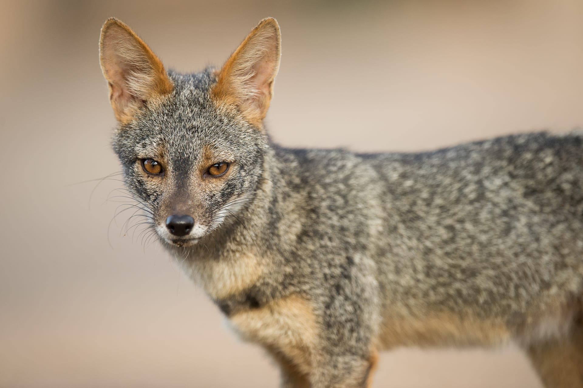 Sechura Fox - Lomas de Lachay, Peru