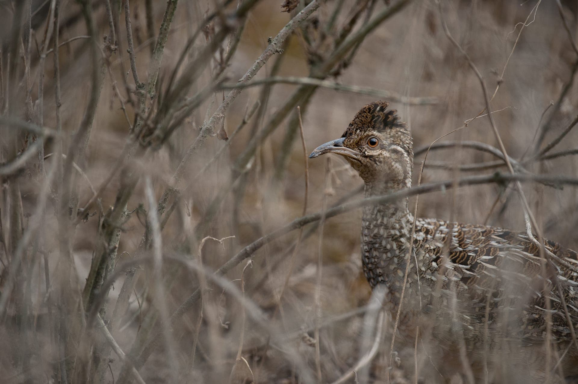 Andean Tinamou - Lomas de Lachay, Peru