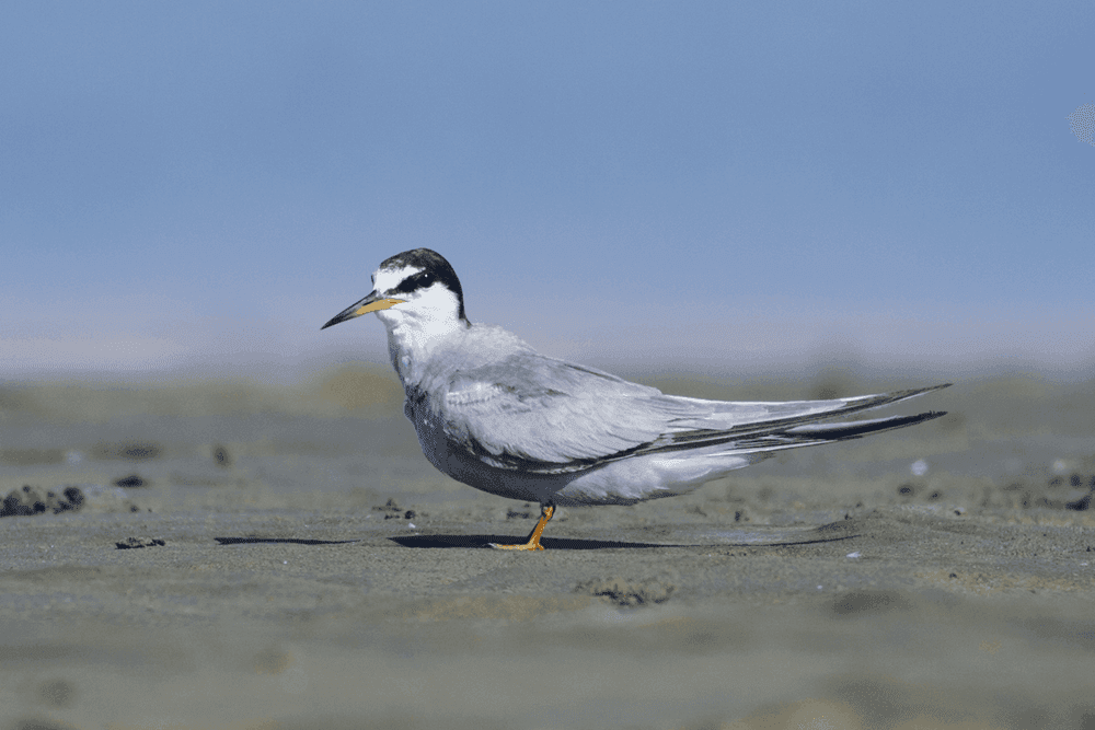 Peruvian Tern on the sand — Paracas National Reserve birding tour