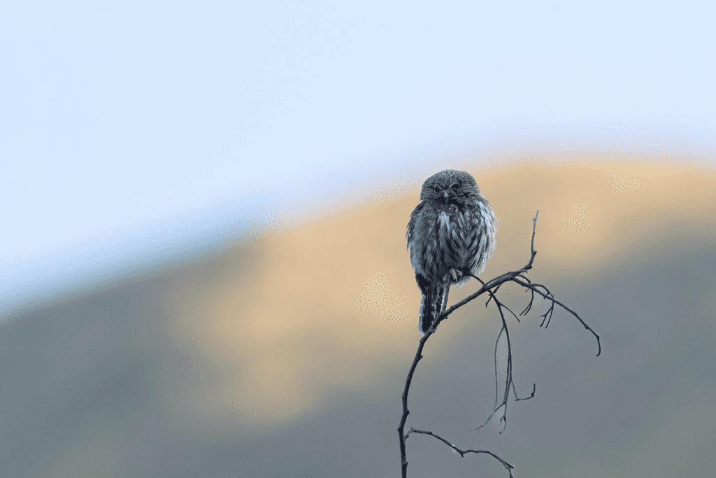 Peruvian Pygmy-Owl — Santa Eulalia Canyon birding tour, Peru