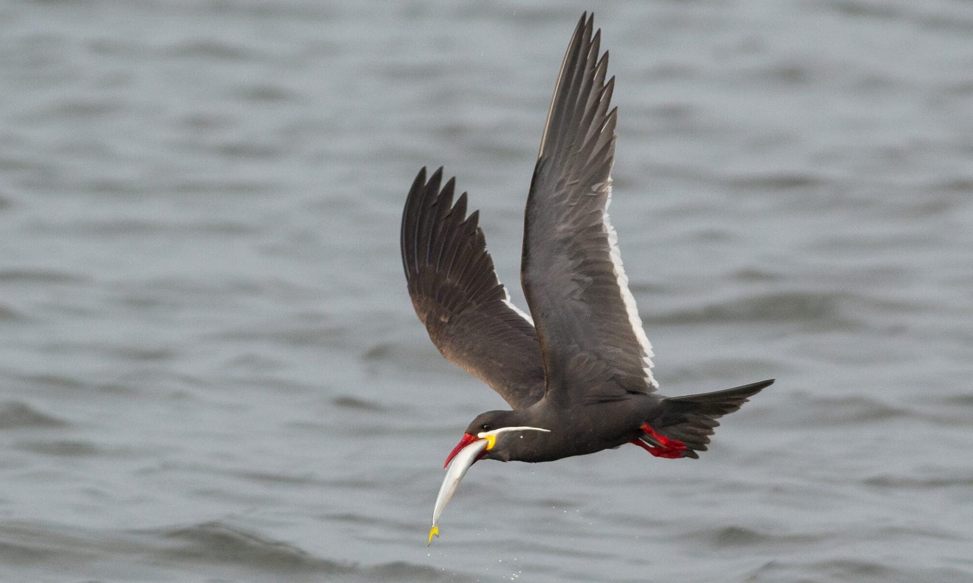 Inca Tern Lima Birding Tours