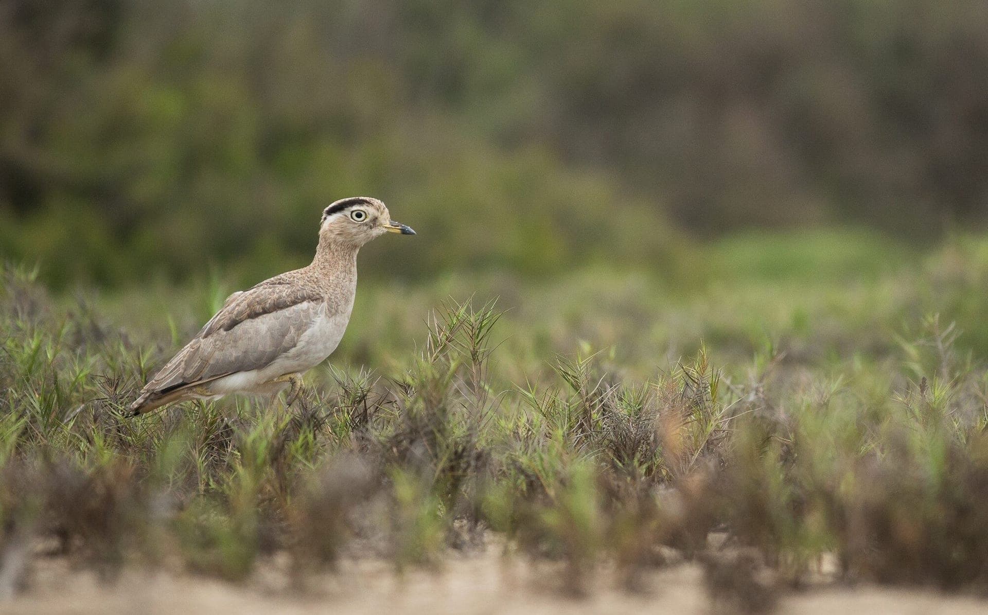Peruvian Thick-Knee - Wild Andes Birding Tours, Lima