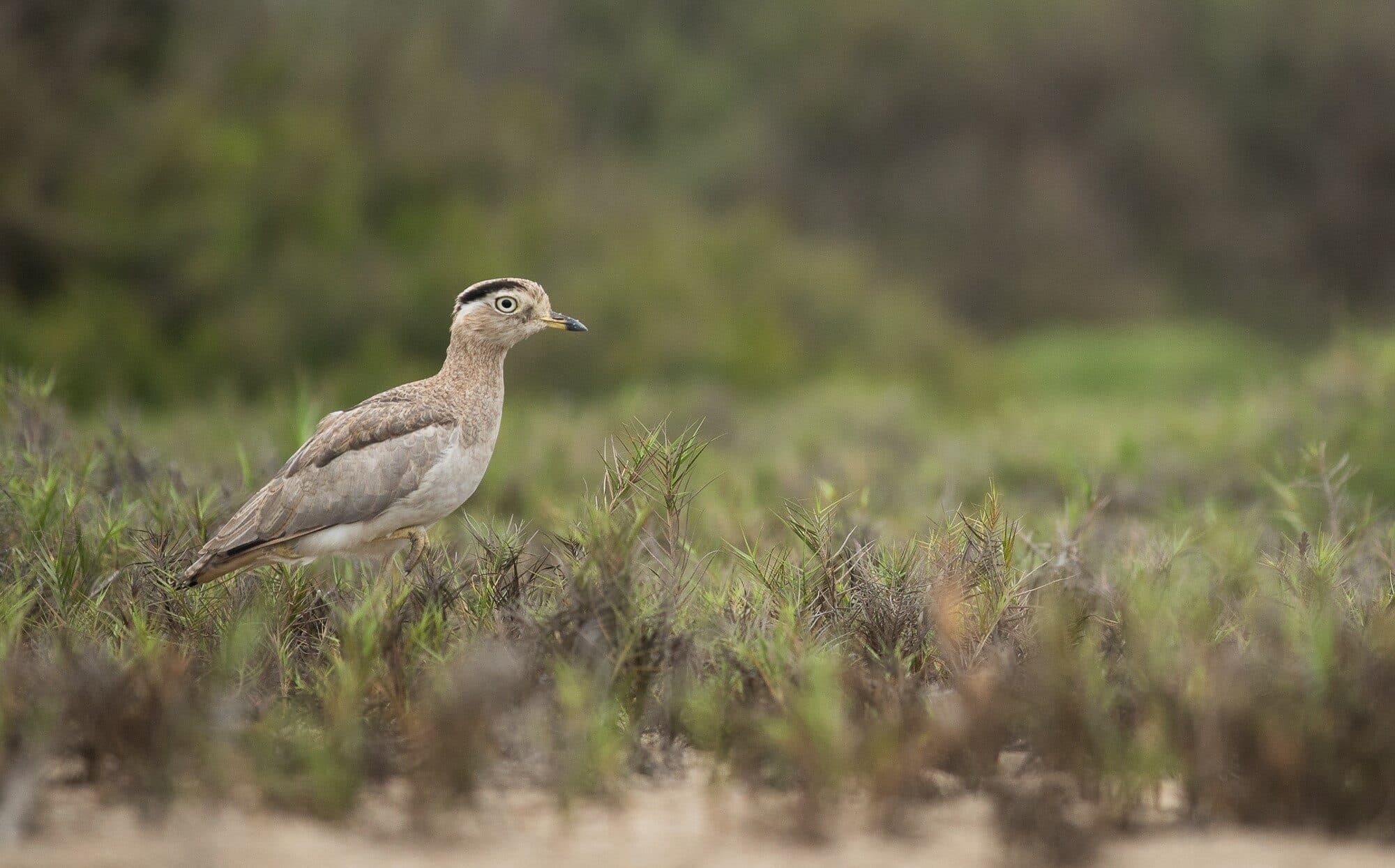 The Peruvian Thick-knee: Lima’s Ghostly Voice of the Desert Night