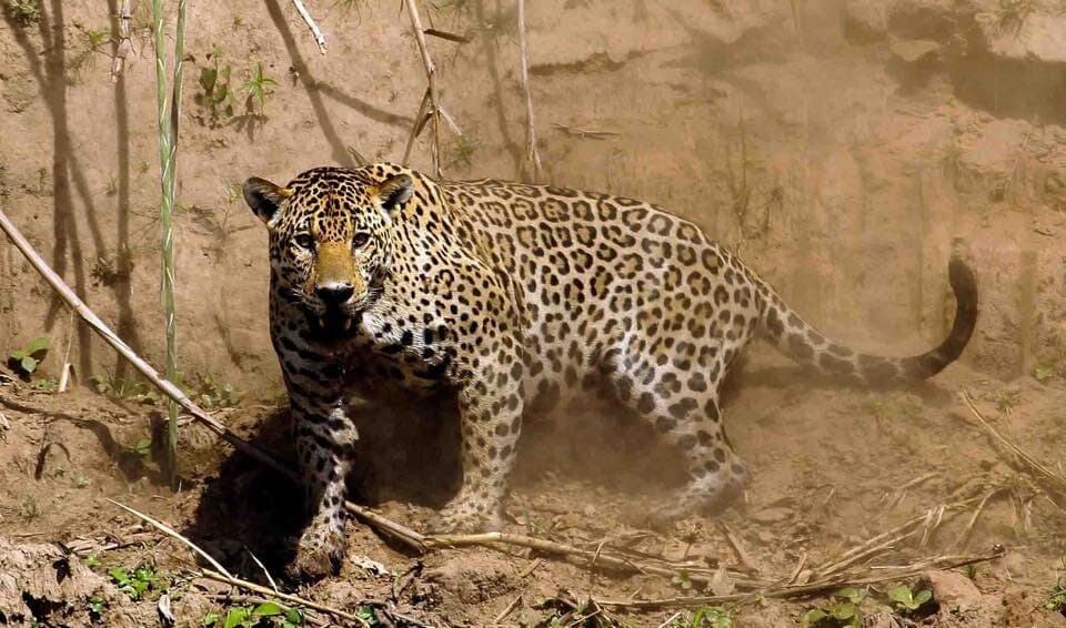 Manu National Park wildlife tour Peru Amazon biodiversity - Wild Andes Tours