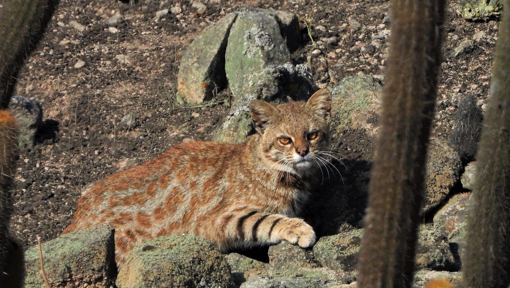 Pampas Cat - Lomas de Lachay, Peru