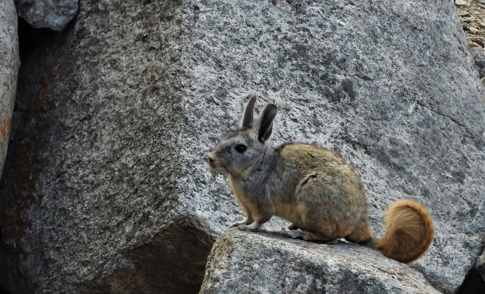 Southern Viscacha on granite boulders — Santa Eulalia Canyon, Peru
