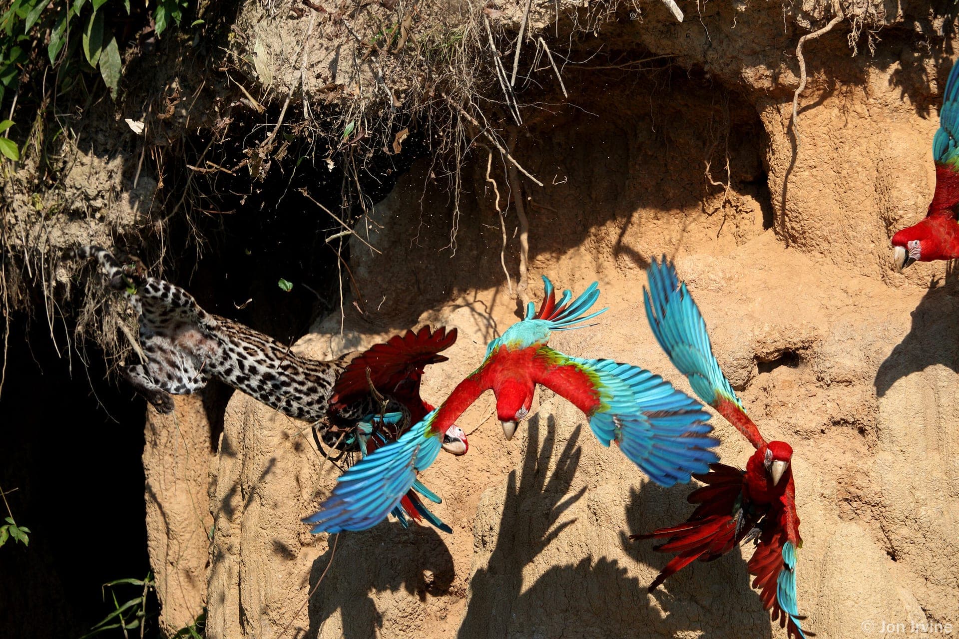 Manu National Park Amazon rainforest birding Peru - Wild Andes Tours