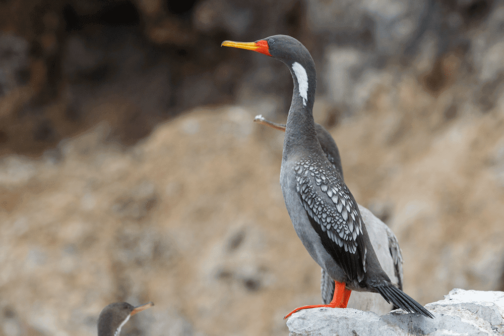 Red-legged Cormorant - Pantanos de Villa & Pucusana Birding Tour