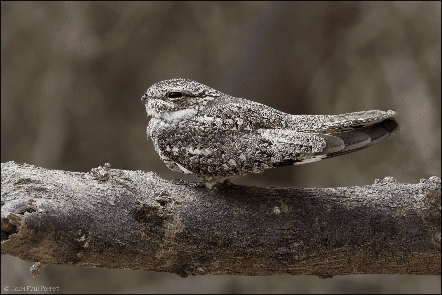 Lesser Nighthawk - Wild Andes Tours, Lima