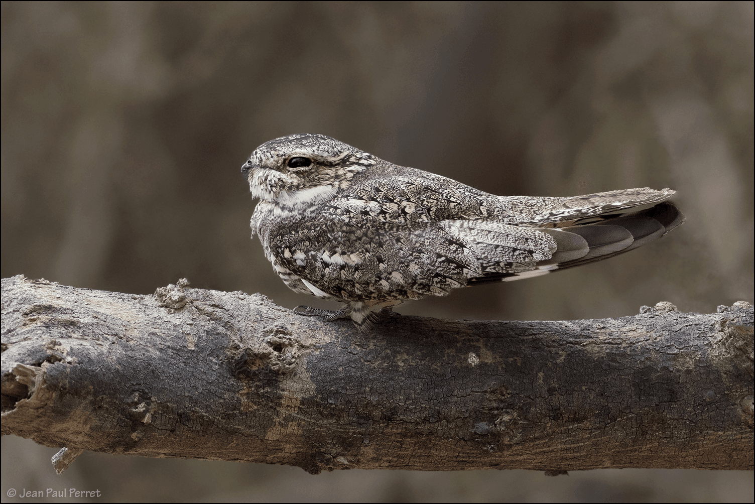 Lesser Nighthawk - Wild Andes Tours, Lima