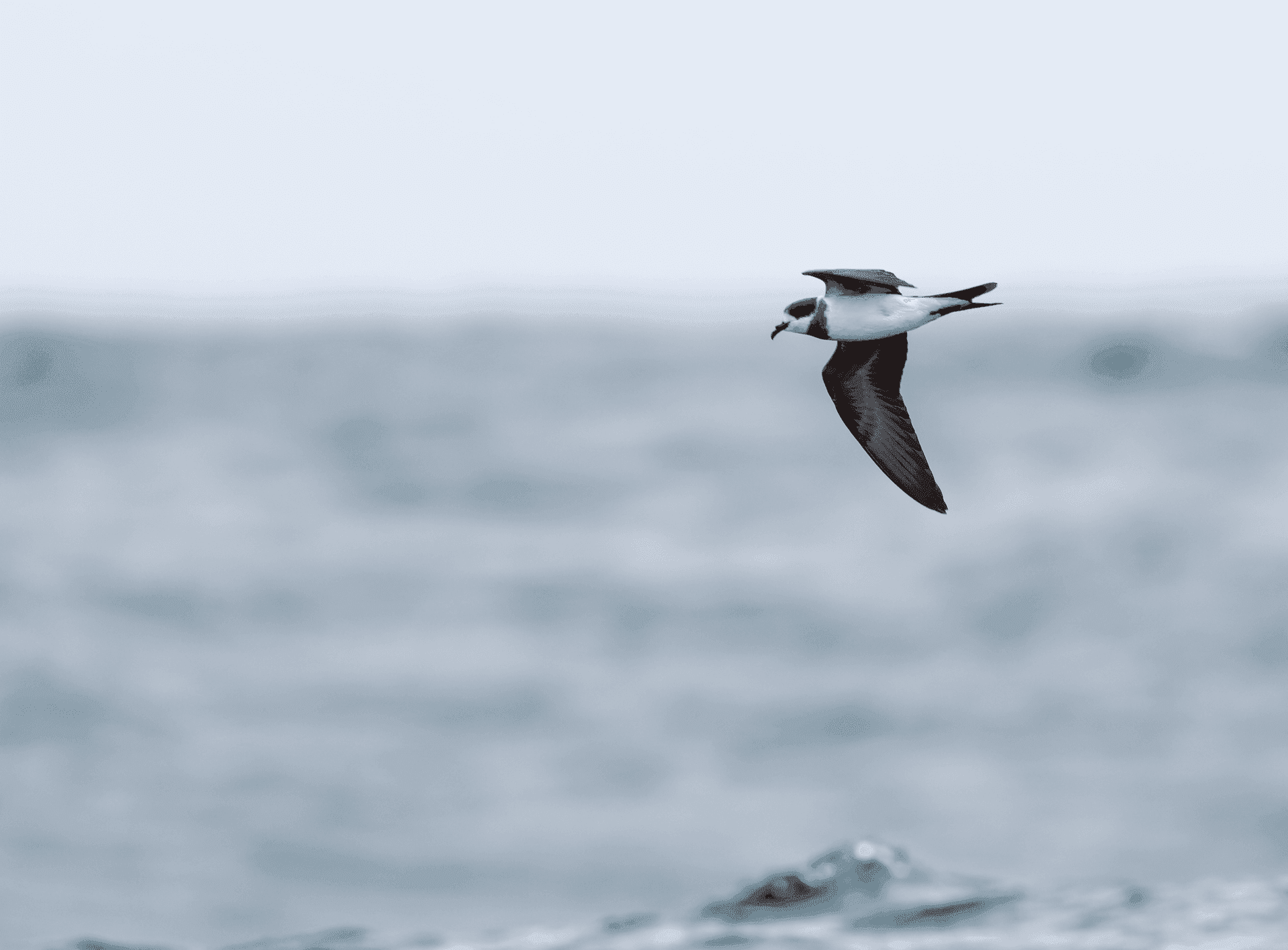 Hornby's Storm-Petrel = Wild Andes Tours, Lima