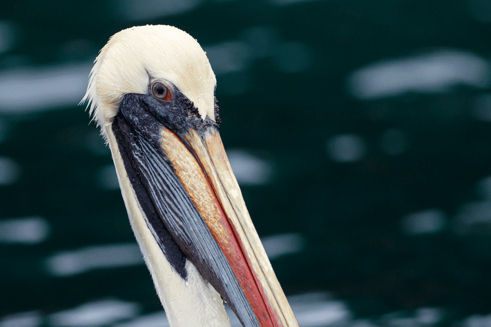 Peruvian Pelican - Wild Andes Birding Tours, Lima