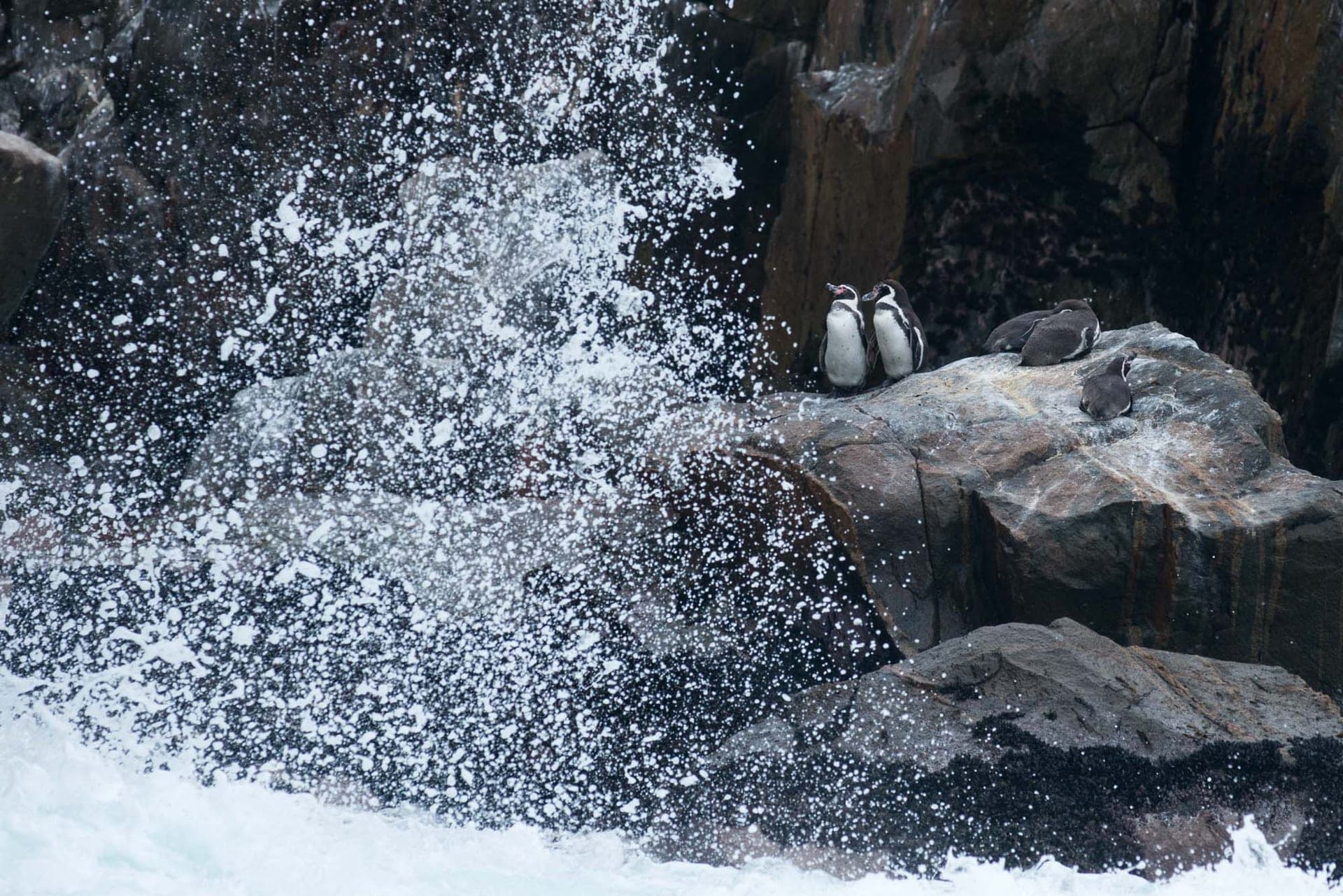 La Punta — birdwatching & photography with Wild Andes Tours