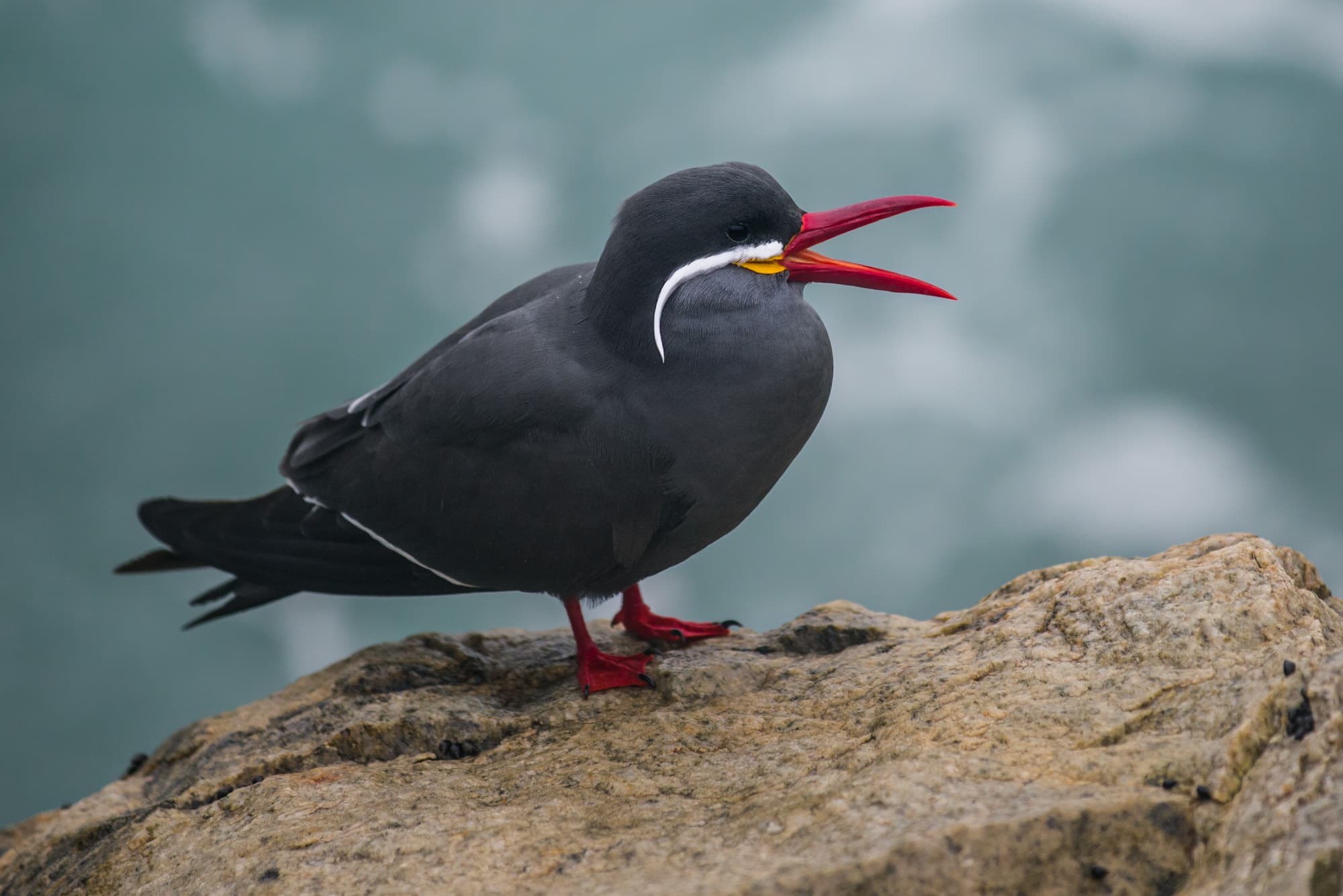 Inca Tern - Wild Andes Birding Tours, Lima