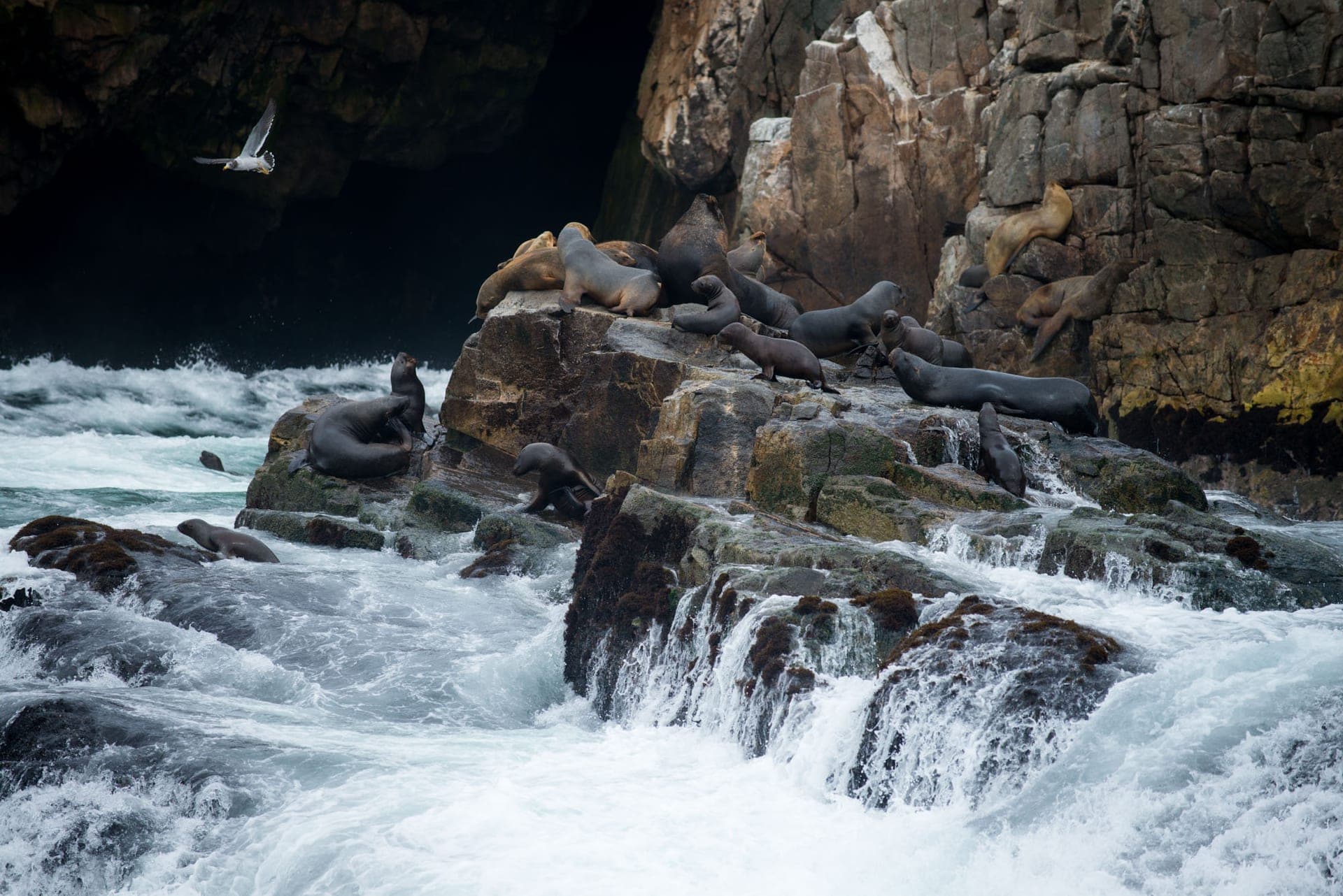South-American Sea-Lion Pelagic Tour Peru Wild Andes