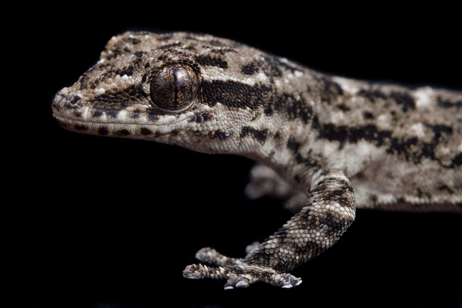 Lomas Gecko - Lomas de Lachay, Peru