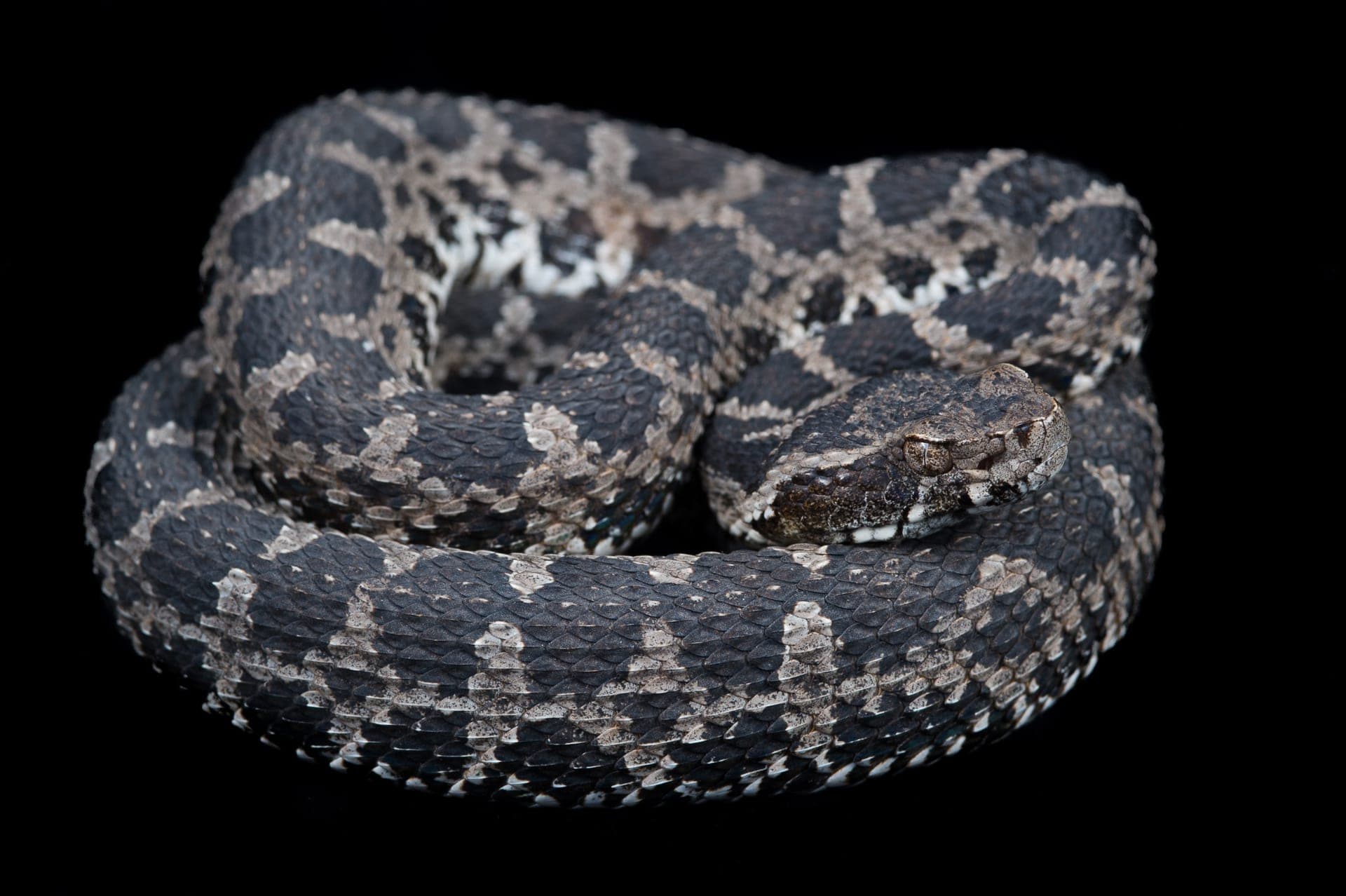 Coastal Fer-de-Lance - Lomas de Lachay, Peru