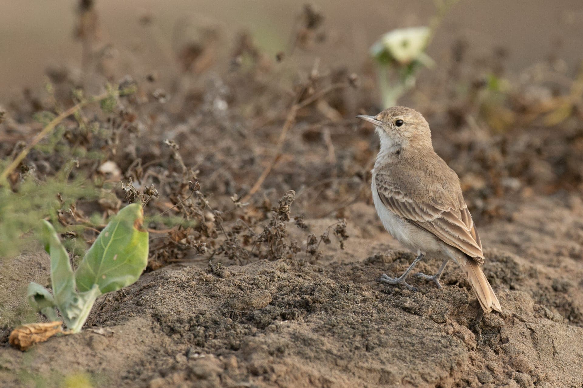 Lima’s Endemic Birds – Part 4: The Coastal Miner (Geositta peruviana)