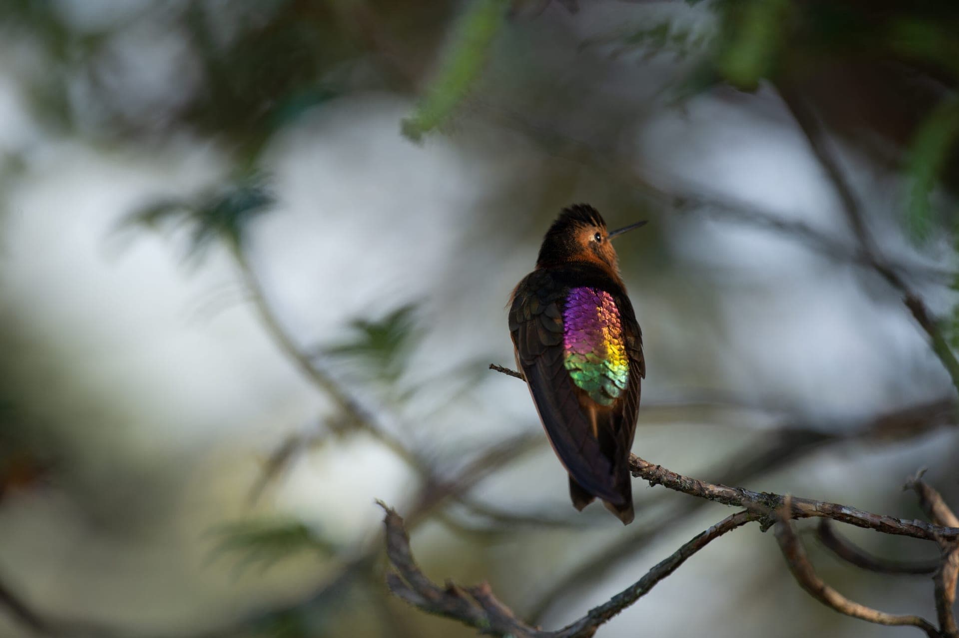 Shining Sunbeam hummingbird glowing with iridescence — Abra Málaga, Cusco