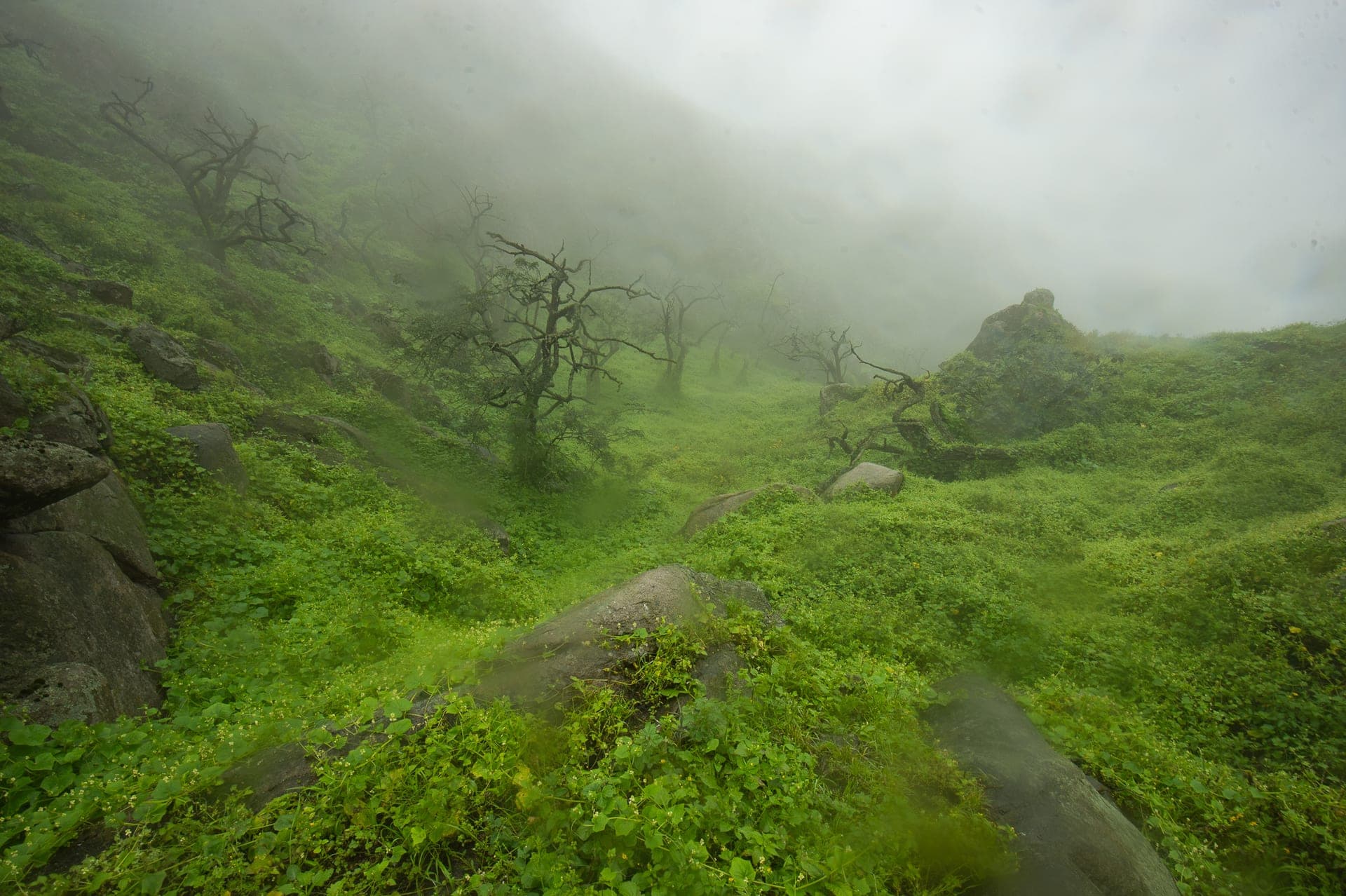 The Lomas de Lachay fog oasis turned green during the wet season, Lima, Peru