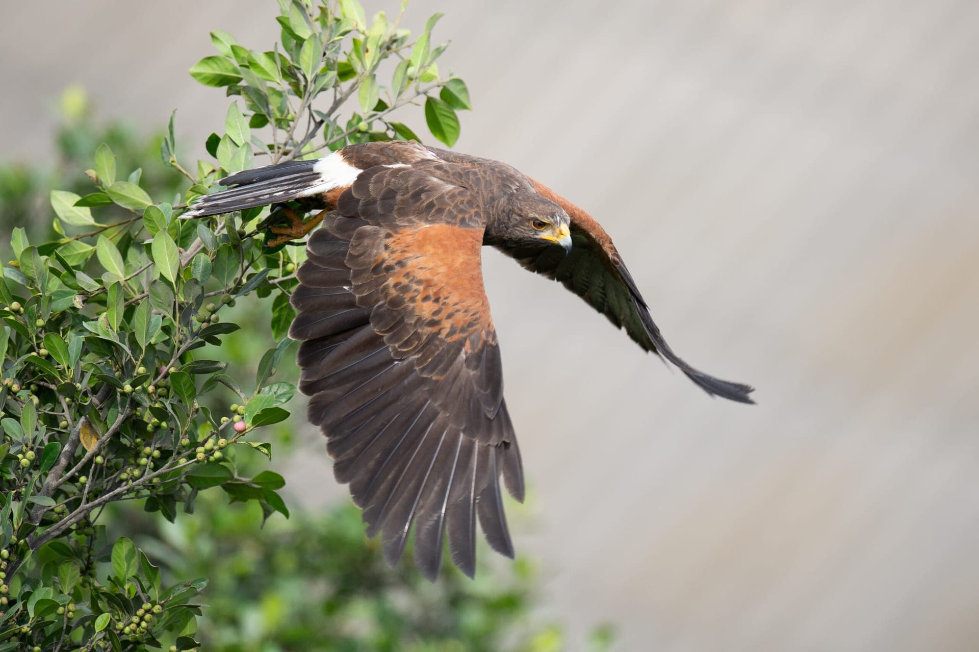 Harris Hawk - Pantanos de Villa & Pucusana Birding Tour