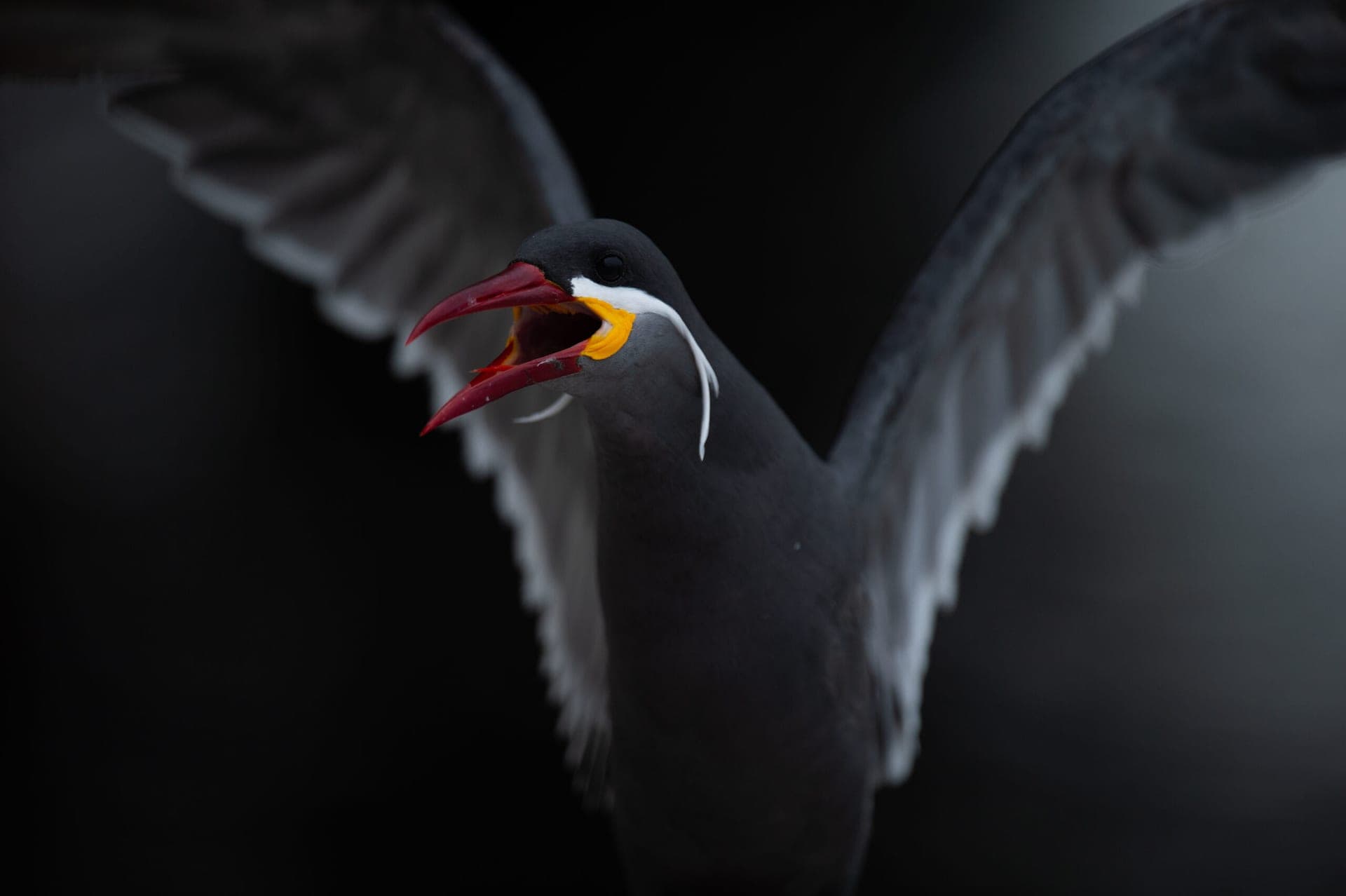 Northern Peru birding expedition wildlife photography - Wild Andes Tours