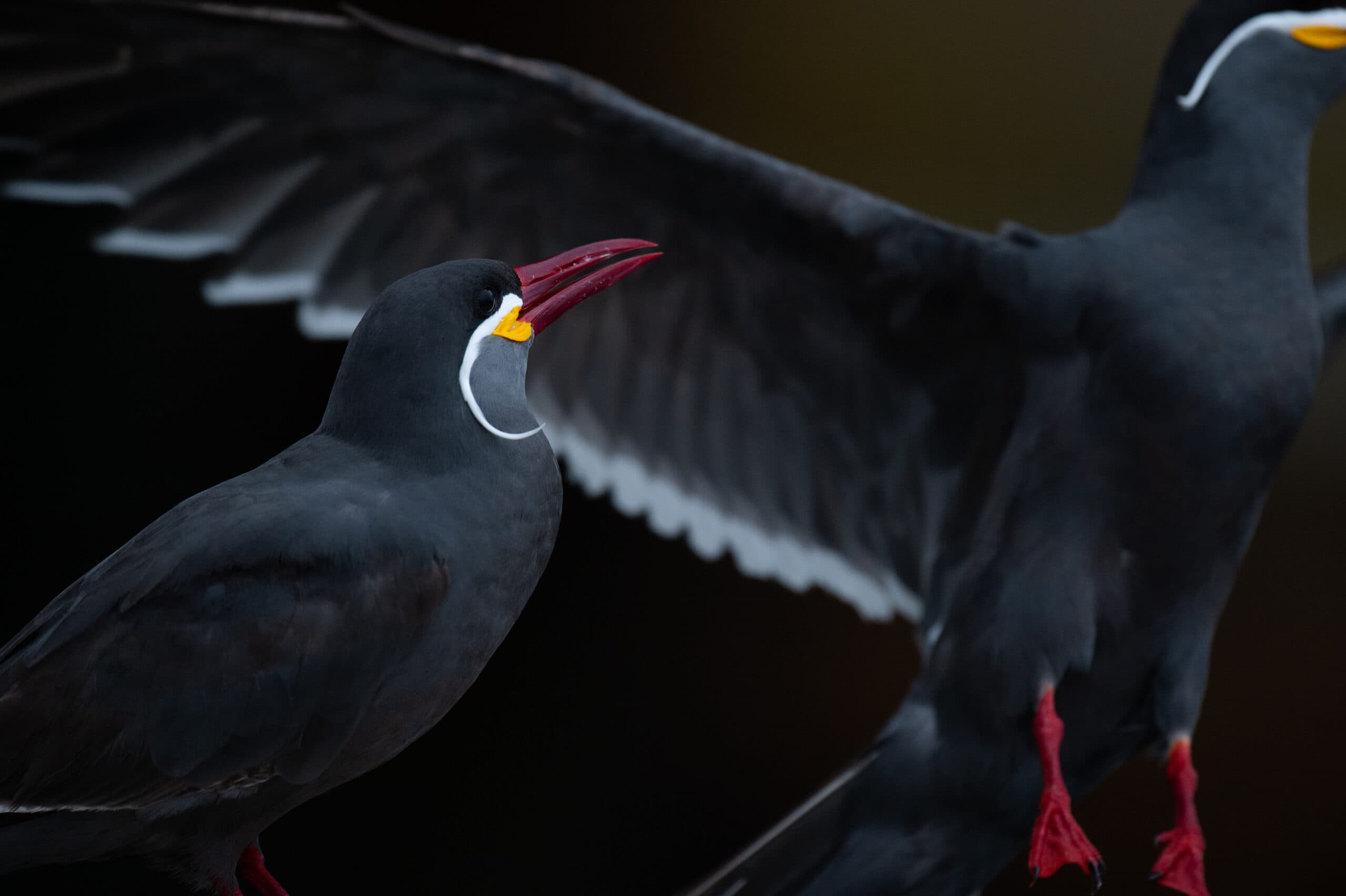 Inca Tern Photo Workshop