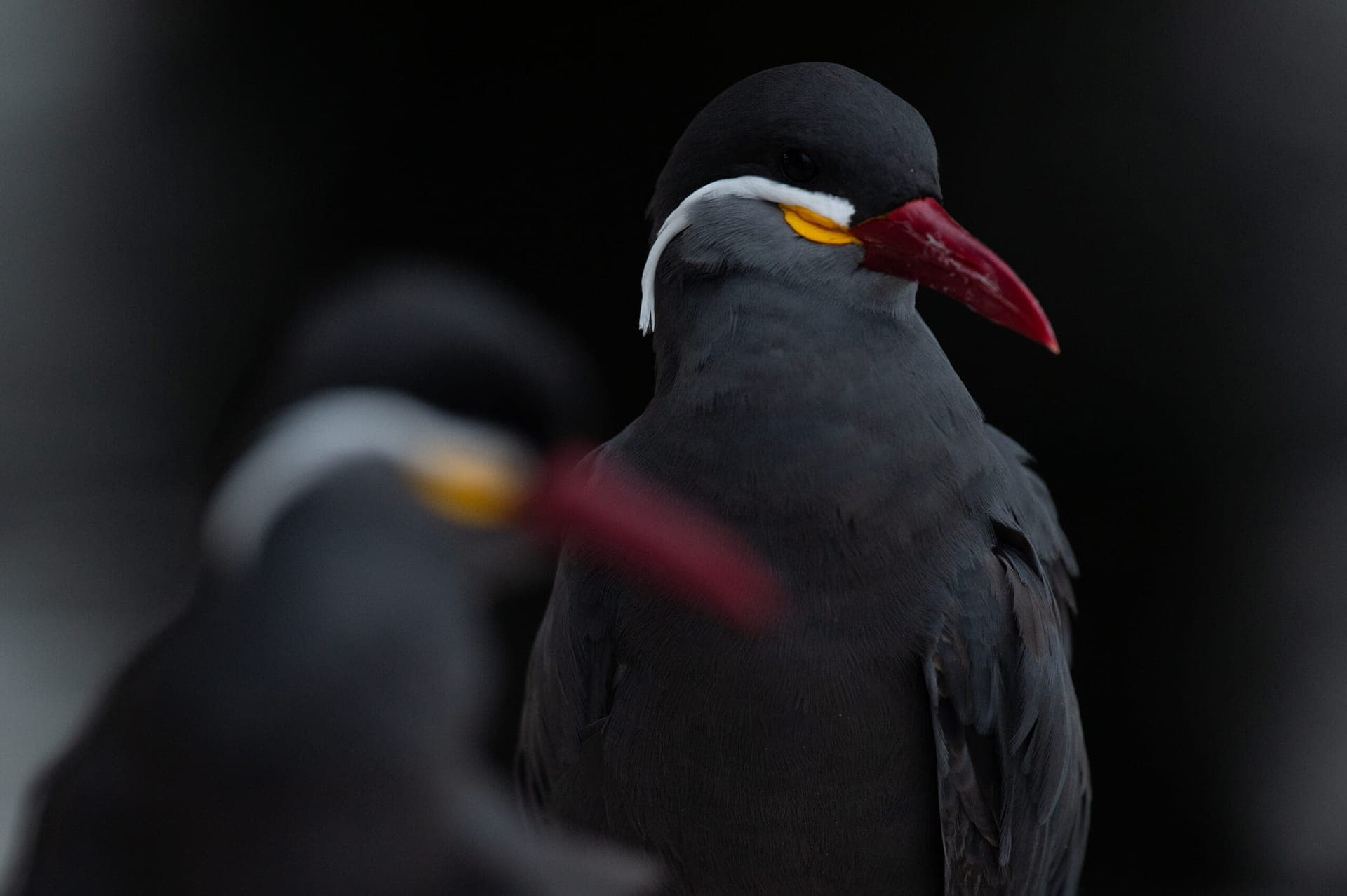 Northern Peru birding tour hummingbirds cloud forest - Wild Andes Tours