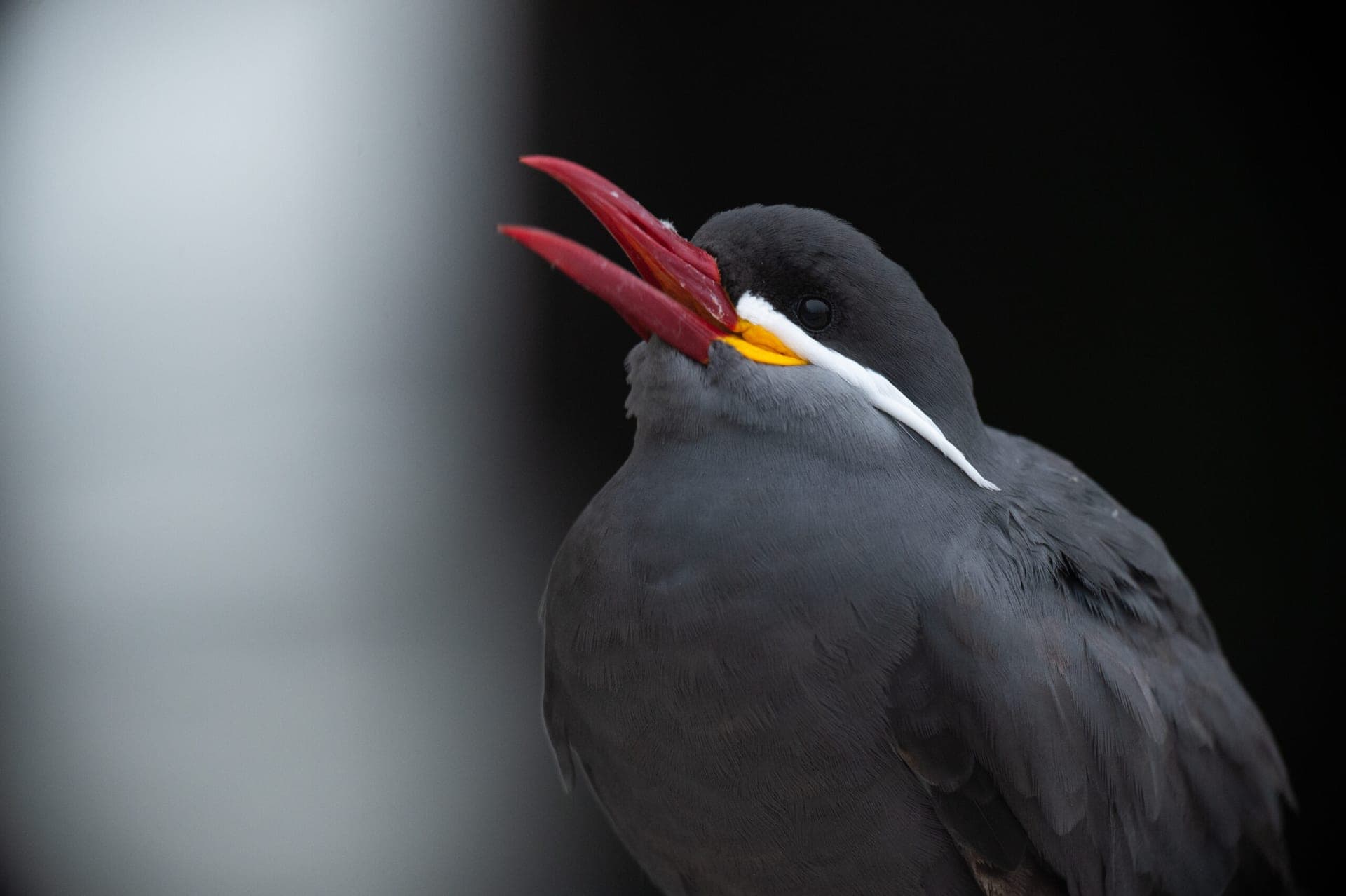 Northern Peru birding tour cloud forest endemic birds - Wild Andes Tours