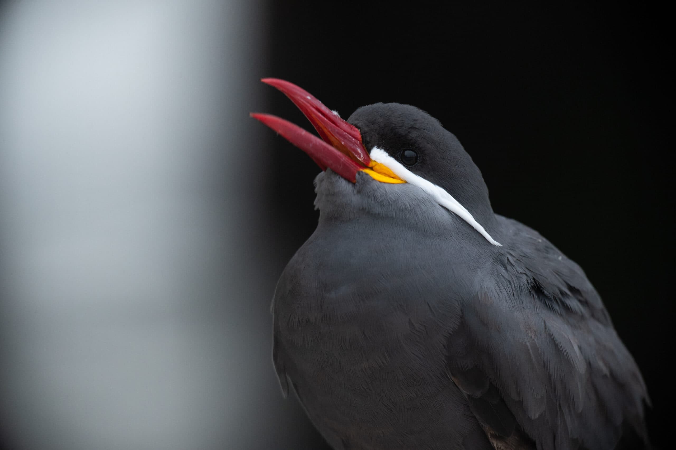 Northern Peru birding tour cloud forest endemic birds - Wild Andes Tours