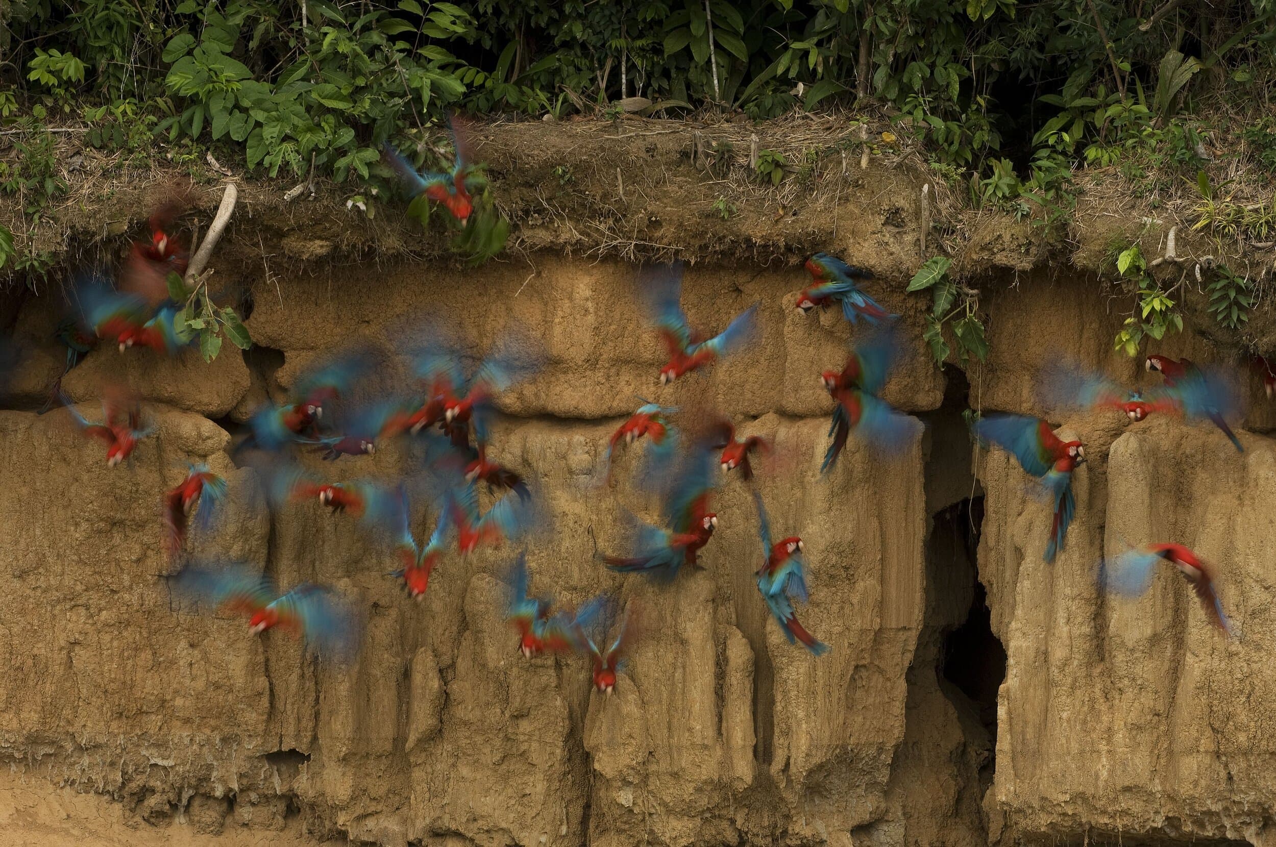 Red-and-Green Macaw Manu National Park birding tour Peru - Wild Andes Tours