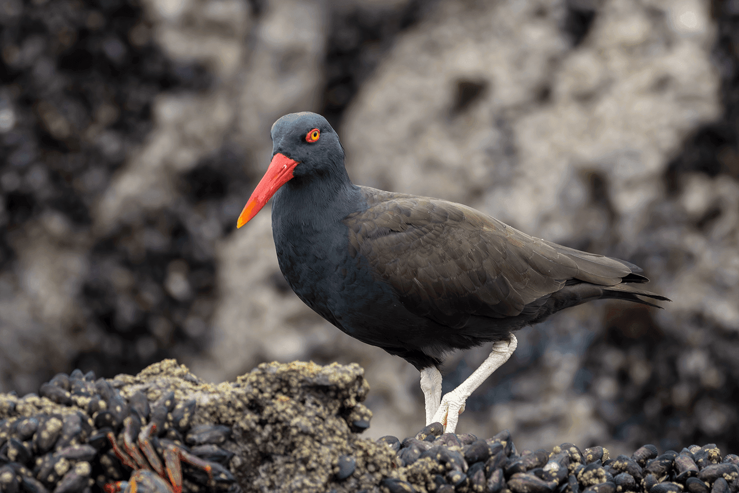 Blackish Oystercatcher Pucusana Birding Tour