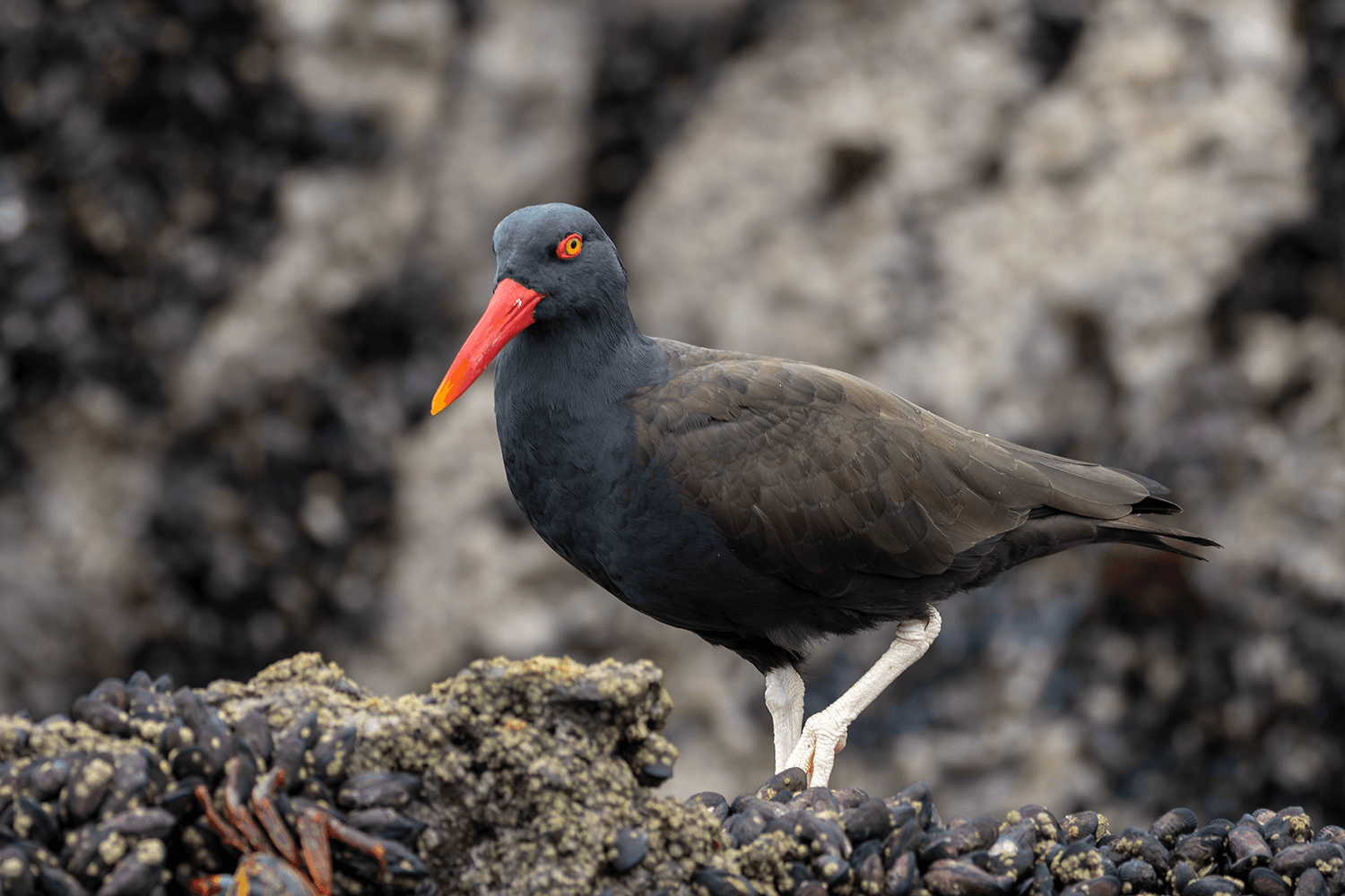Blackish Oystercatcher Pucusana Birding Tour