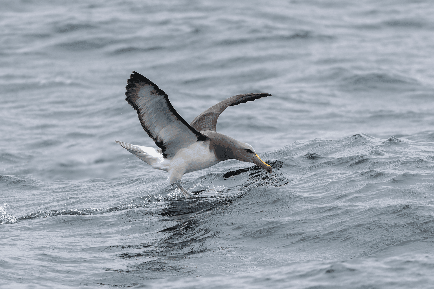 Buller's Albatross - Wild Andes Tours, Lima