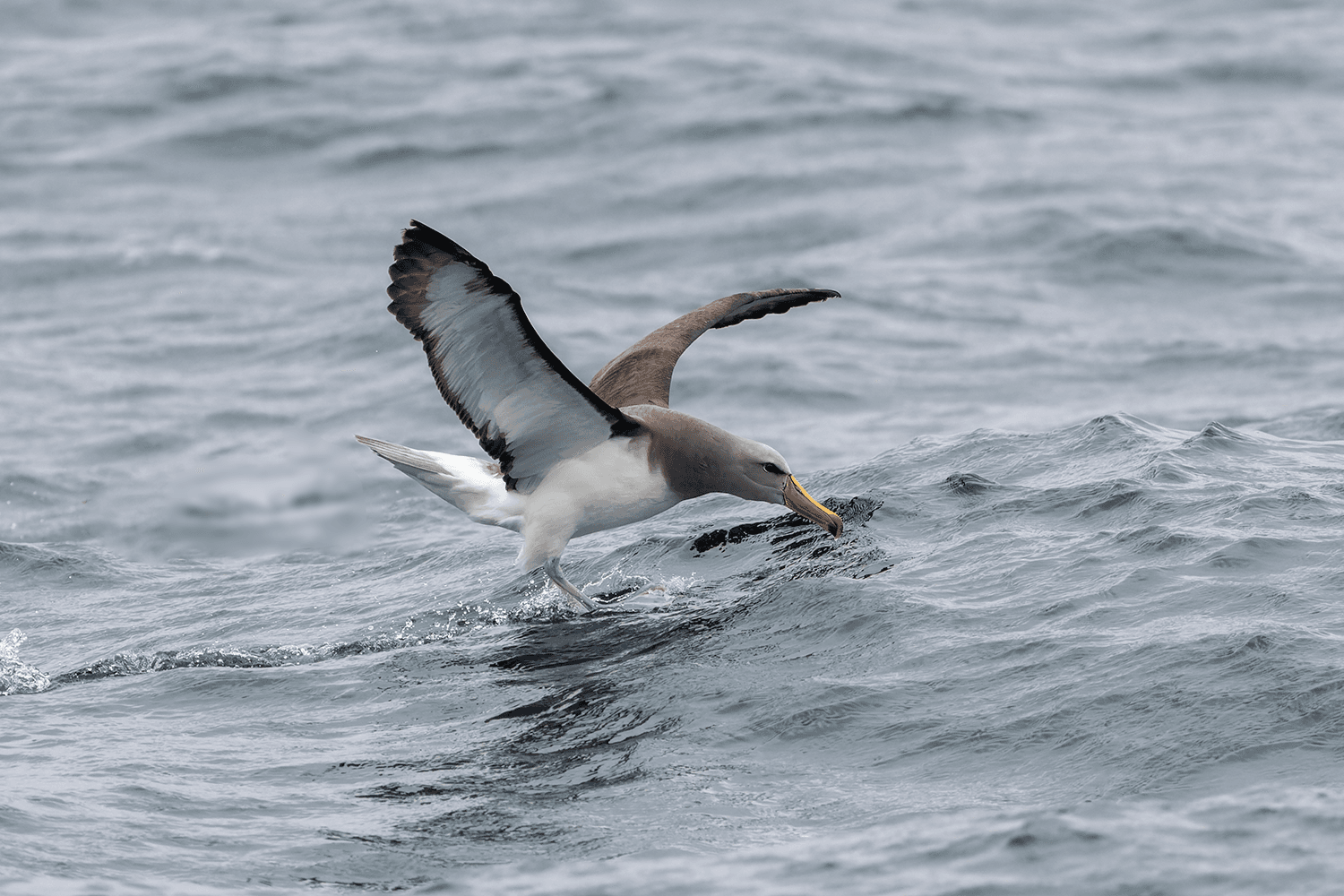 Buller's Albatross - Wild Andes Tours, Lima