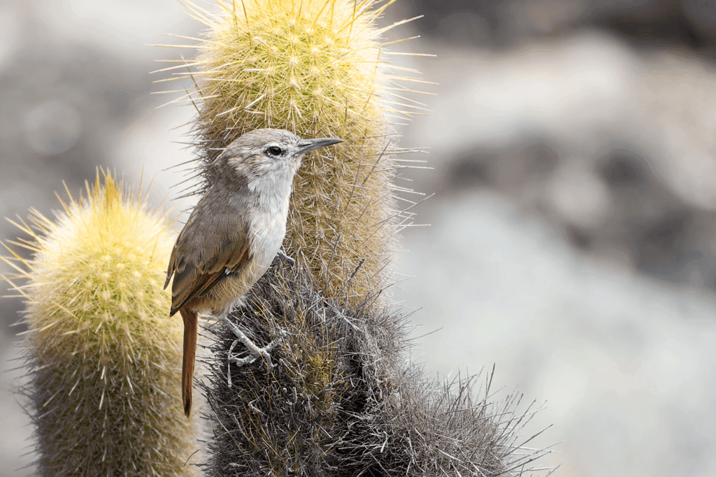 Cactus Canastero — endemic bird of the Lomas de Lachay fog oasis, Peru