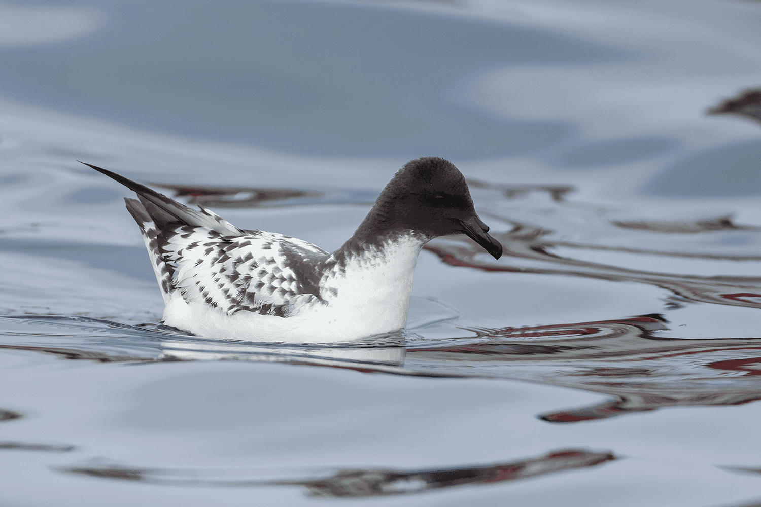 Cape Petrel - Wild Andes Birding Tours, Lima