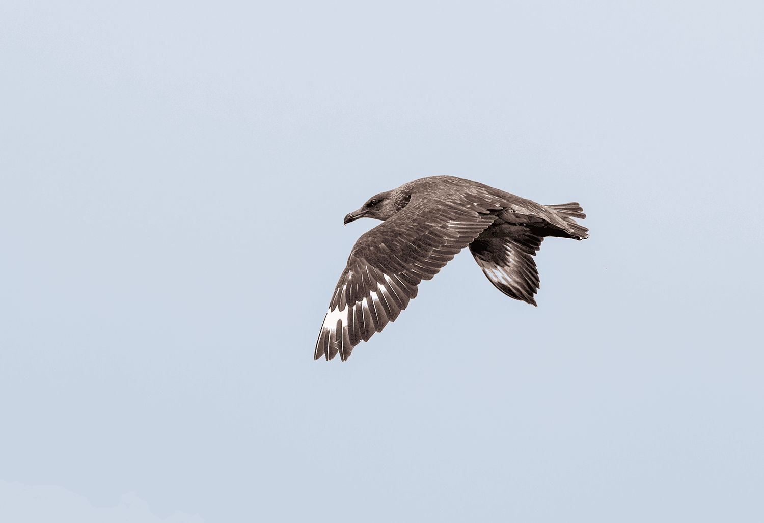 Chilean Skua - Wild Andes Tours, Lima