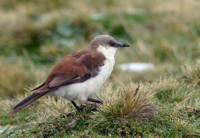 White-bellied Cinclodes critically endangered endemic bird Lima Peru - Wild Andes Tours