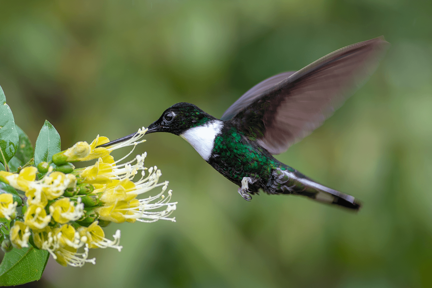 Collared Inca hummingbird — Abra Málaga & Polylepis Forest, Cuzco (coming soon)