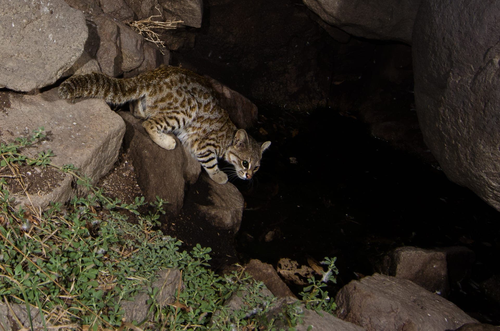 Pampas Cat - Lomas de Lachay