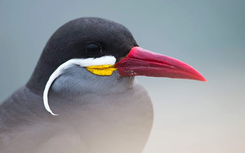 Inca Tern - Wild Andes Birding Tours, Lima