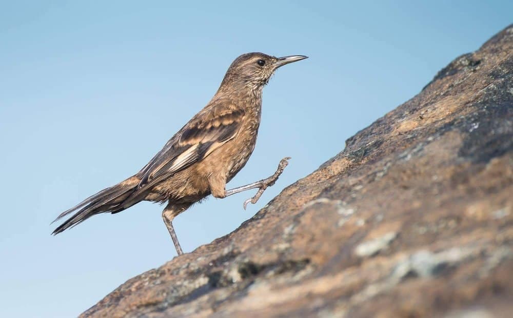 Surf Cinclodes - Wild Andes Birding Tours, Lima