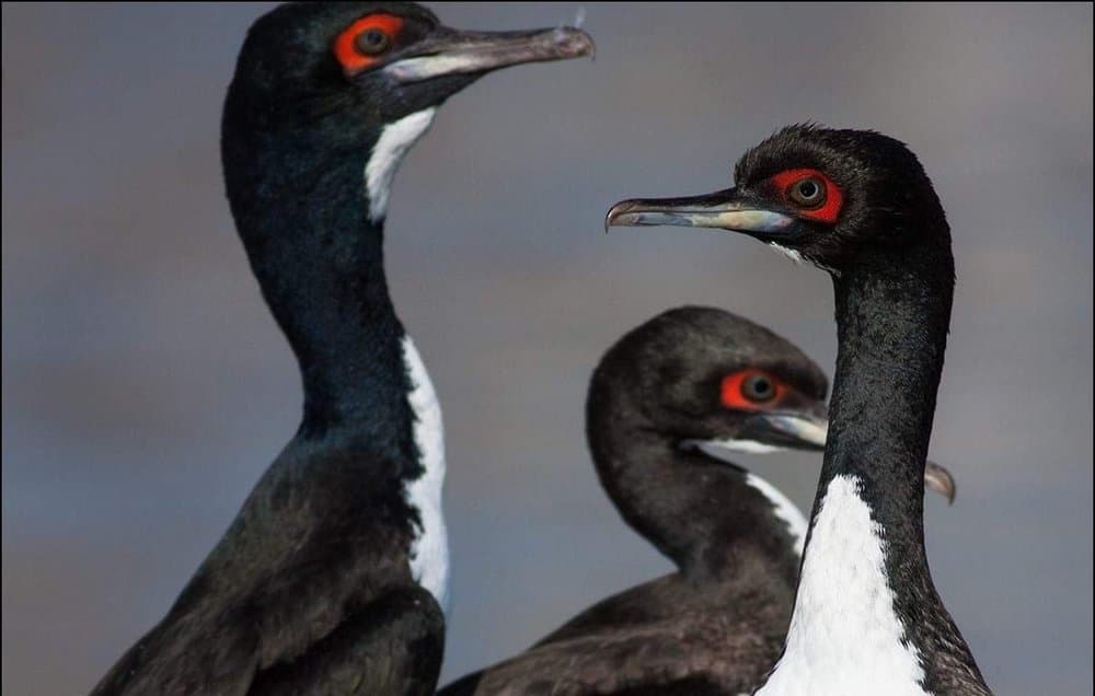 Guanay Cormorant - Wild Andes Birding Tours, Lima