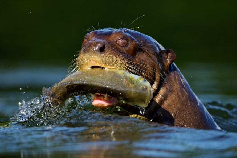 Giant Otter with fish Manu National Park Amazon Peru - Wild Andes Tours