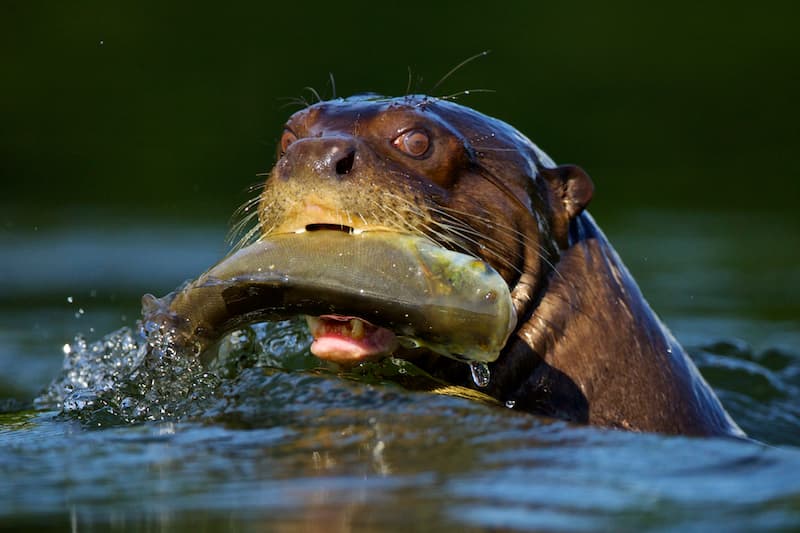 Giant Otter with fish Manu National Park Amazon Peru - Wild Andes Tours